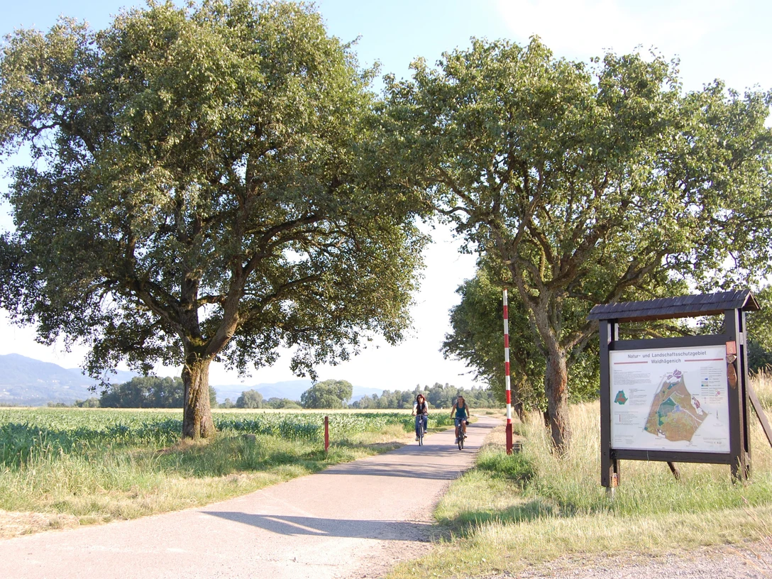 Radfahrer im Waldhägenich