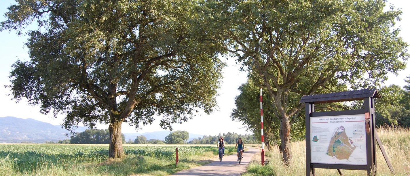 Radfahrer im Waldhägenich