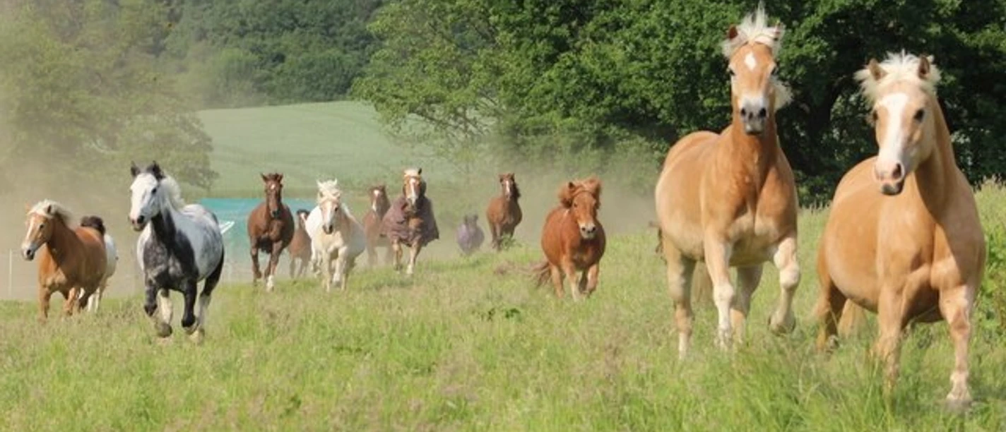 Schulpferde auf der Weide, Familien-Reitschule Velbert Eine Gruppe von Schulpferden läuft freudig über eine grüne Weide, umgeben von Bäumen.