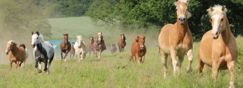 Schulpferde auf der Weide, Familien-Reitschule Velbert Eine Gruppe von Schulpferden läuft freudig über eine grüne Weide, umgeben von Bäumen.