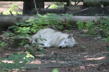 Wolfcenter Dörverden Een slapende witte wolf ligt ontspannen in het bos, omringd door groene bladeren en bomen.