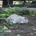 Wolfcenter Dörverden Ein schlafender weißer Wolf liegt entspannt im Wald, umgeben von grünen Blättern und Bäumen.A sleeping white wolf lies relaxed in the forest, surrounded by green leaves and trees.En sovende hvid ulv ligger afslappet i skoven, omgivet af grønne blade og træer.Een slapende witte wolf ligt ontspannen in het bos, omringd door groene bladeren en bomen.
