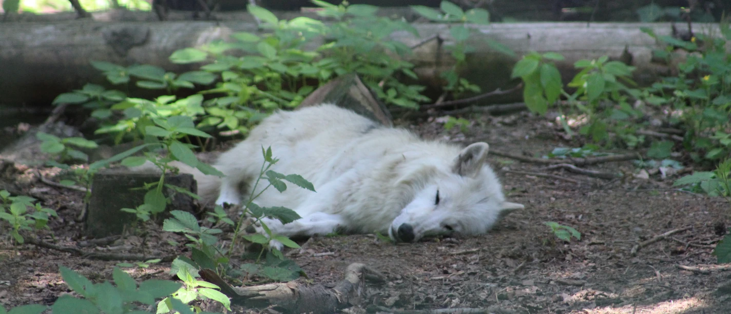 Wolfcenter Dörverden A sleeping white wolf lies relaxed in the forest, surrounded by green leaves and trees.