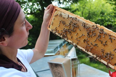 Bienenwabe der Bioland Gärtnerei Nermins Garten, Mettmann Eine Person inspiziert ein Bienenwabe voller Bienen in der Bioland Gärtnerei in Mettmann.