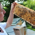 Bienenwabe der Bioland Gärtnerei Nermins Garten, Mettmann Eine Person inspiziert ein Bienenwabe voller Bienen in der Bioland Gärtnerei in Mettmann.