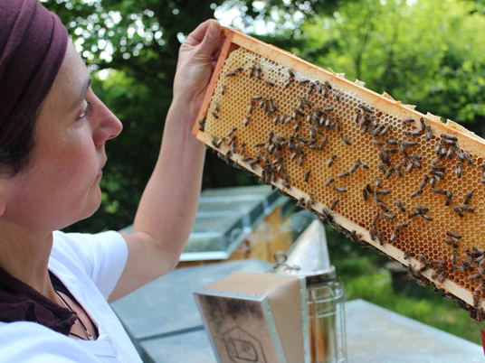 Bienenwabe der Bioland Gärtnerei Nermins Garten, Mettmann Eine Person inspiziert ein Bienenwabe voller Bienen in der Bioland Gärtnerei in Mettmann.