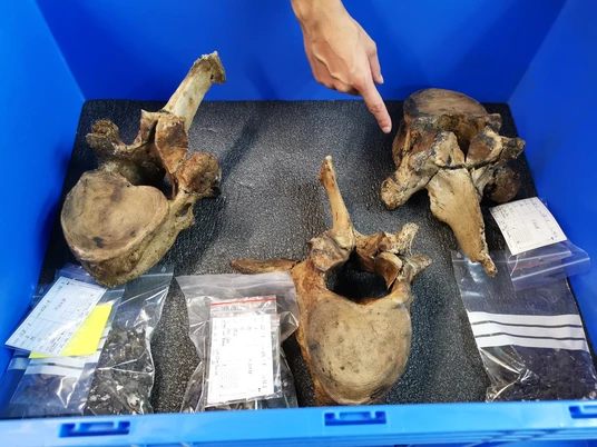 forschungsmuseum-schoeningen-labor-elefantenwirbel-beate-ziehres-zeitorte.jpg Elefantenwirbel im Labor im Forschungsmuseum Schöningen