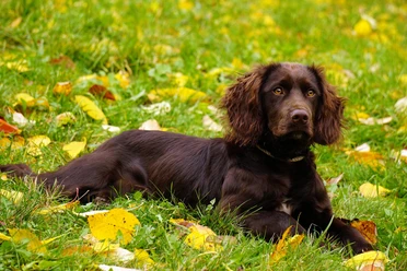 Jagdhund © Uschel über Pixabay