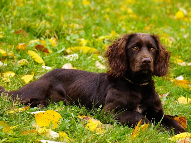 Jagdhund © Uschel über Pixabay