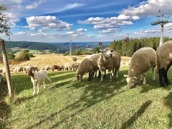 ettelsberg-schafe-seilbahn_c__matthias_korte.jpg