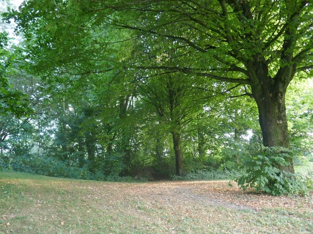 Holtsaut Dörenhagen Blick auf eine grüne, lichtdurchflutete Parklandschaft mit mehreren großen Bäumen und Laub auf dem Boden.