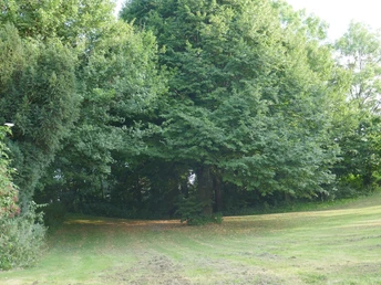 Holtsaut Dörenhagen Grüne Wiese am Waldrand mit dichtem Baumbestand, sanft abfallend. Sonnenlicht bricht durch Blätter.