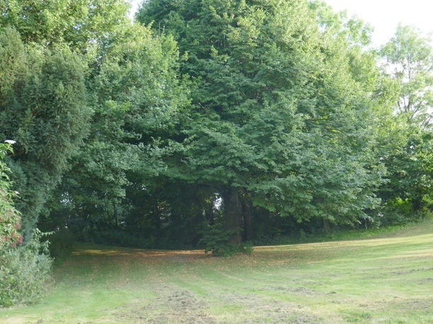 Holtsaut Dörenhagen Grüne Wiese am Waldrand mit dichtem Baumbestand, sanft abfallend. Sonnenlicht bricht durch Blätter.