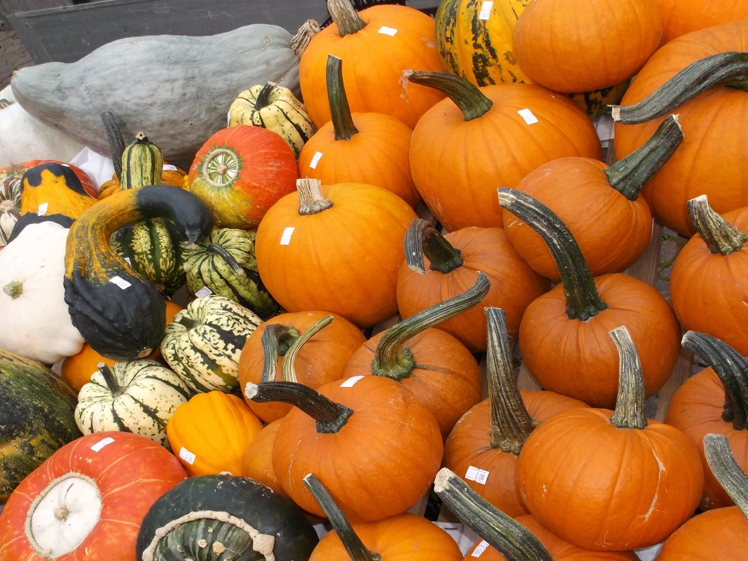 Hofladen Kürbisse Hofladen Kürbisse