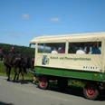 Kutsch- und Planwagenfahrten im Auetal