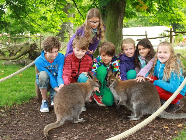Tierpark_Hofgeismar_Sababurg_Bennettkänguru.JPG