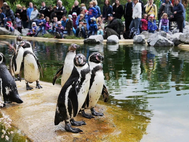 Tierpark_Sababurg_Humboldtpinguin.jpg
