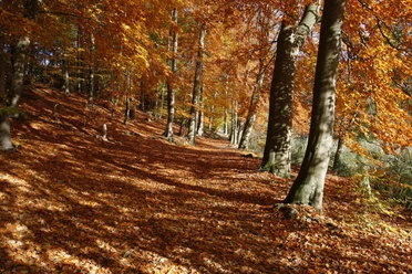 Herbstwald ©Naturpark Lauenburgische Seen.JPG Herbstwald