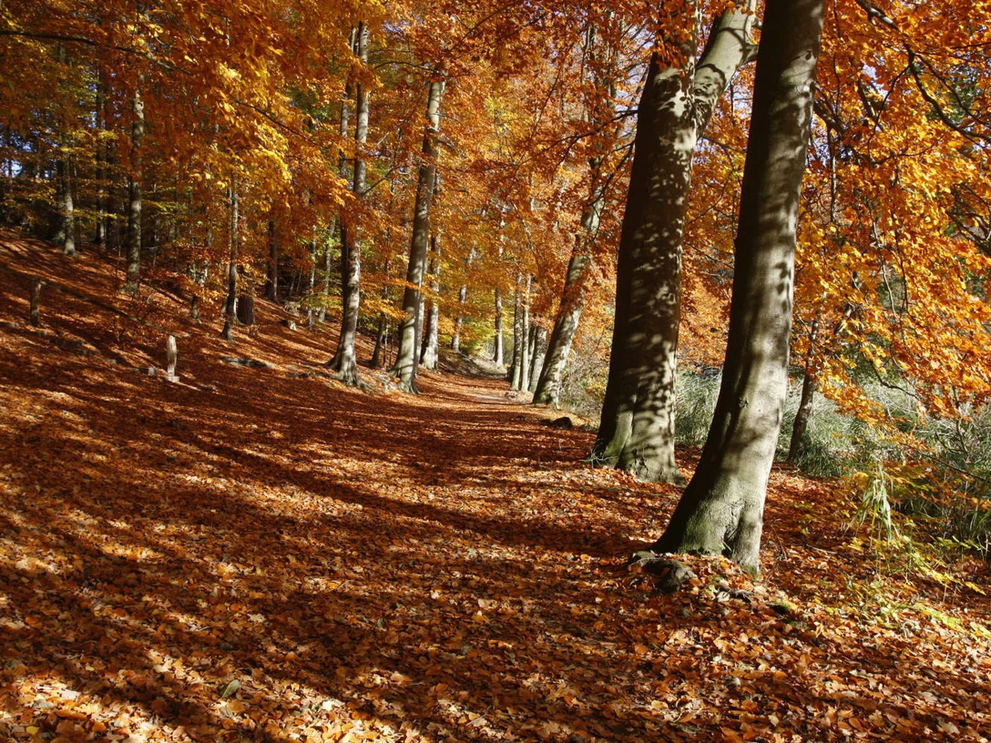 Herbstwald ©Naturpark Lauenburgische Seen.JPG Herbstwald