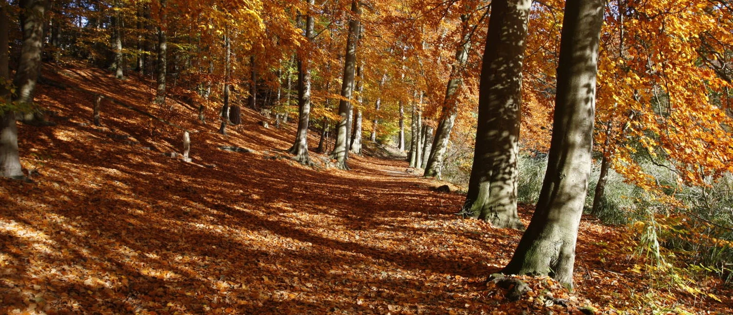 Herbstwald ©Naturpark Lauenburgische Seen.JPG Herbstwald