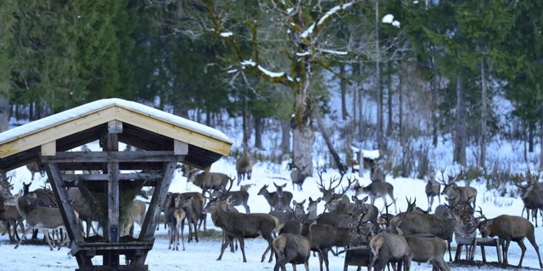 Begleitete Wanderung zur Wildfütterung