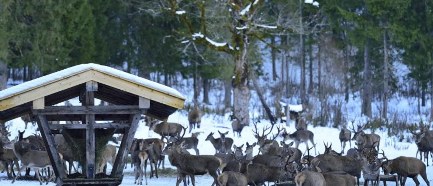 Begleitete Wanderung zur Wildfütterung