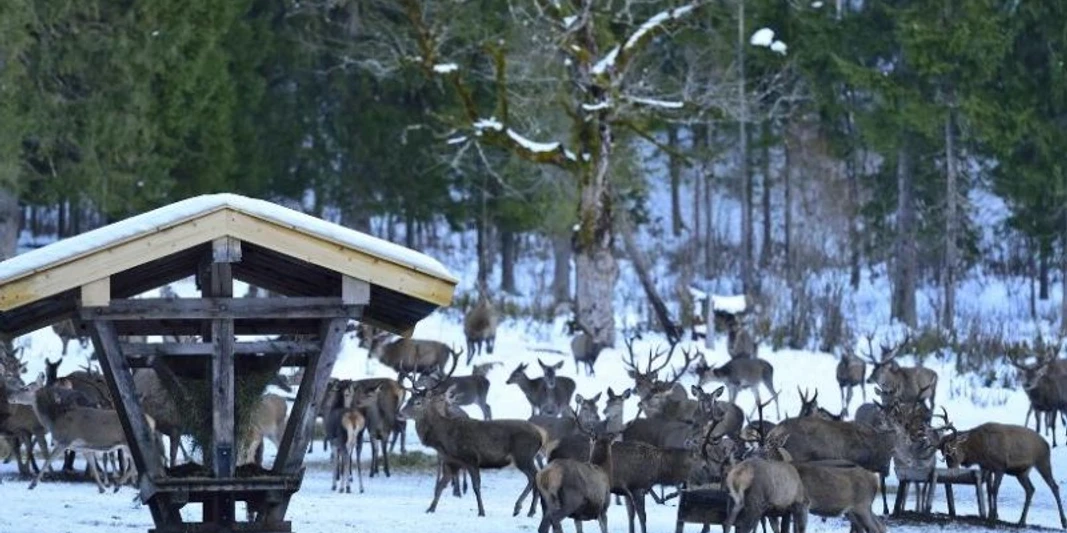 Begleitete Wanderung zur Wildfütterung