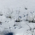 Spuren im Schnee