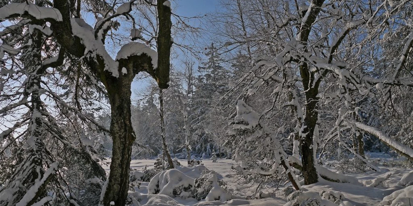 zauberhafter Advent IZ