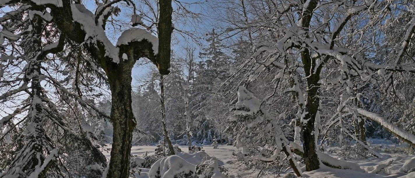 zauberhafter Advent IZ