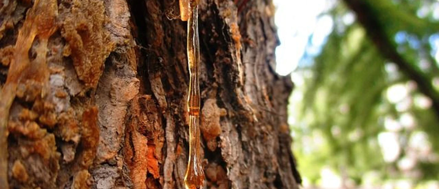 Harzgeschichten Pixabay