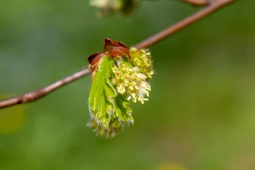 Frühlingserwachen