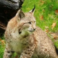 Luchs