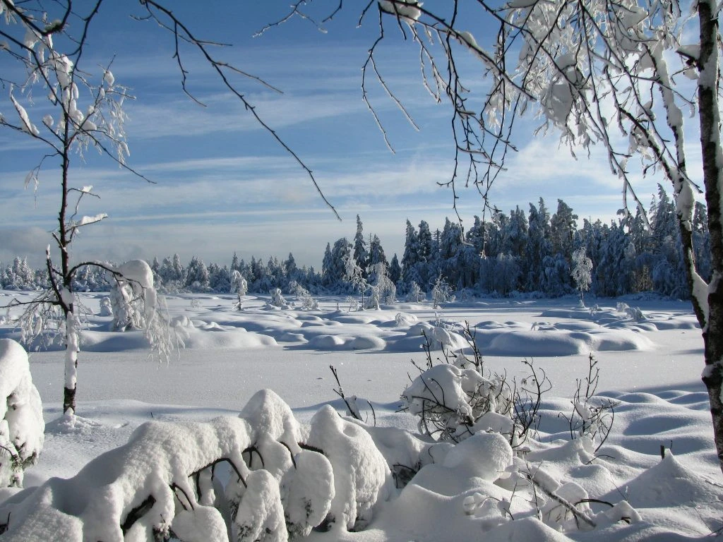 Winterwald Wintermoor
