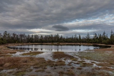 Wald Moor und Klima