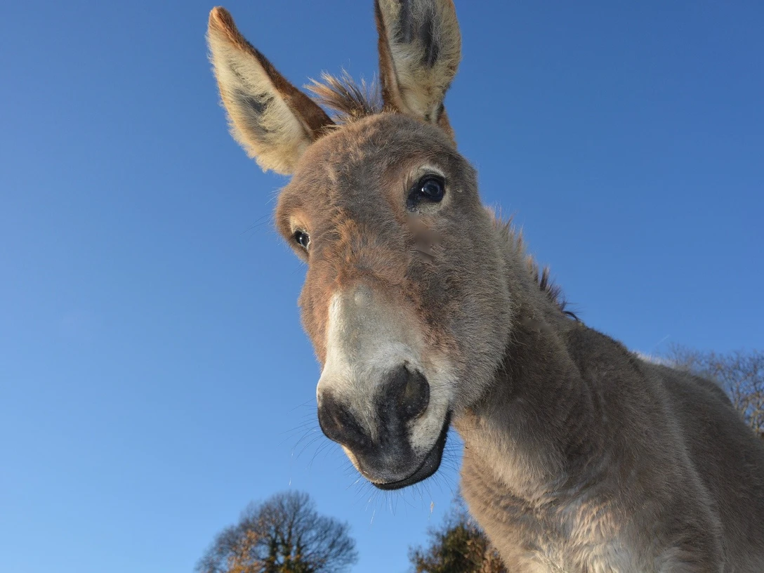 donkey g4ebb8c27c 1920