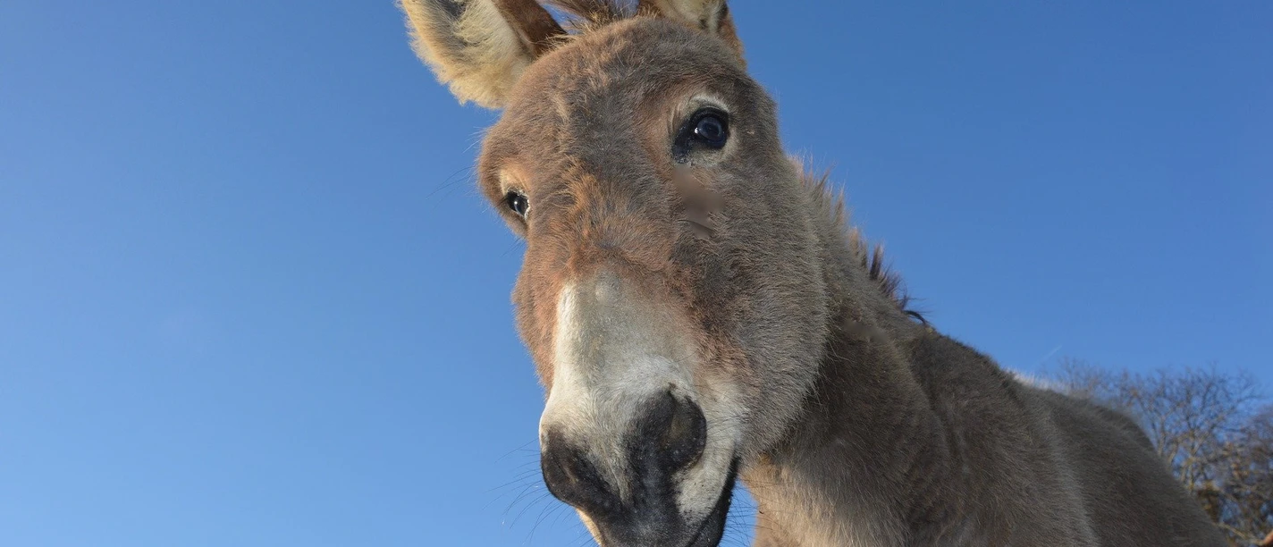 donkey g4ebb8c27c 1920