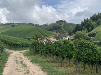 Weingut Schwab Weinberge mit Haus