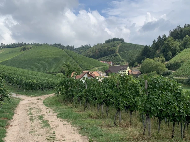 Weingut Schwab Weinberge mit Haus