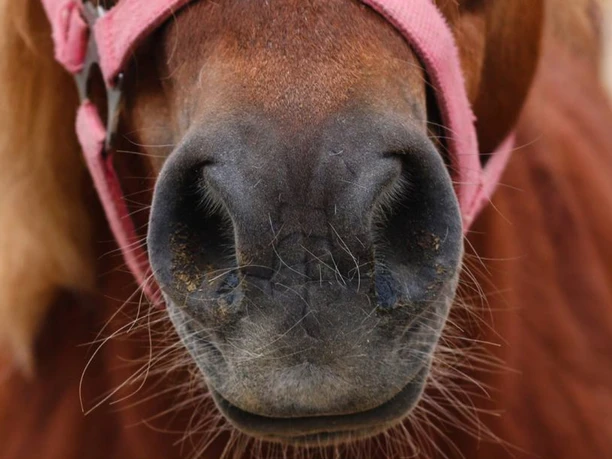 Ponymarkt Bohmte