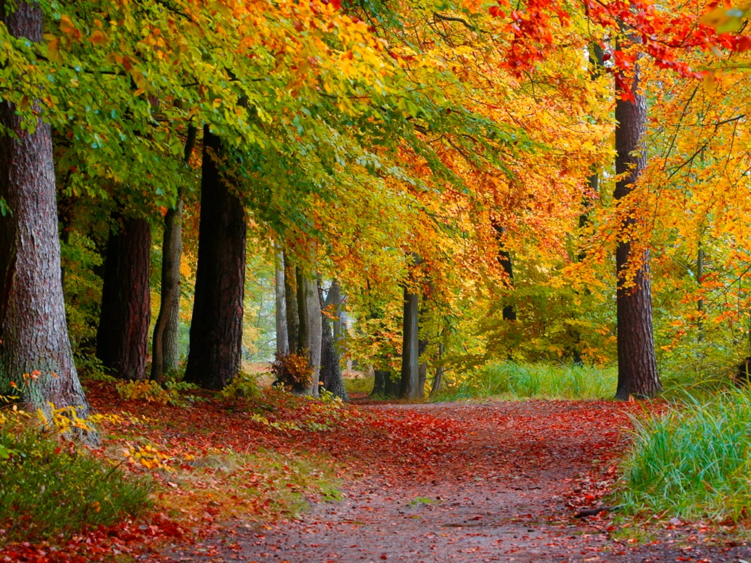 Herbst im Naturpark ©Naturpark Lauenburgische Seen