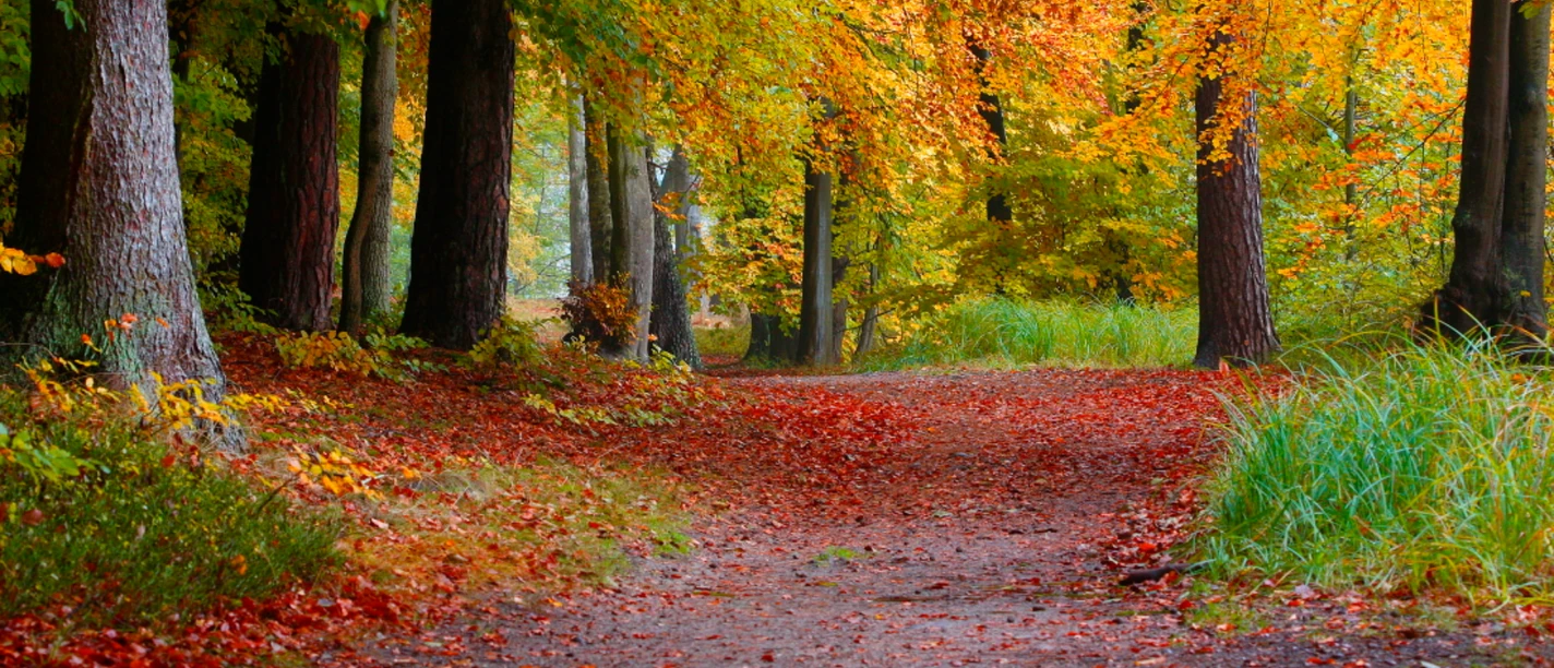 Herbst im Naturpark ©Naturpark Lauenburgische Seen