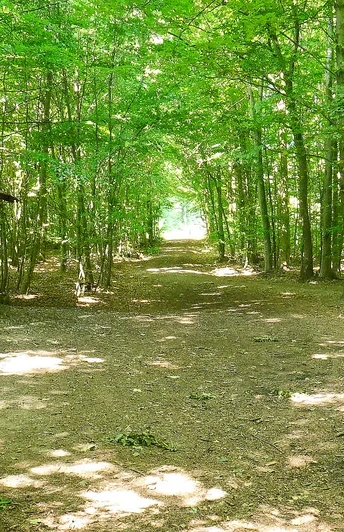 Schutzhütte am Karl-Bachler-Gedenkstein nahe Bad Salzuflen