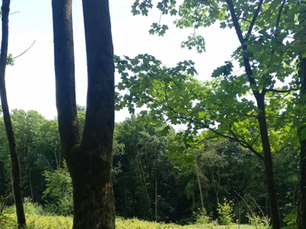 Karl-Bachler-Weg zwischen Hollenstein und Bad Salzuflen