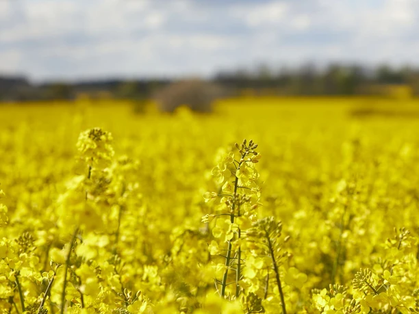 muensterland-ibbenbueren-wandern-sommer