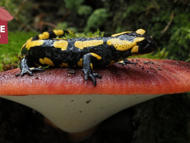 Lebereischling mit Feuersalamander