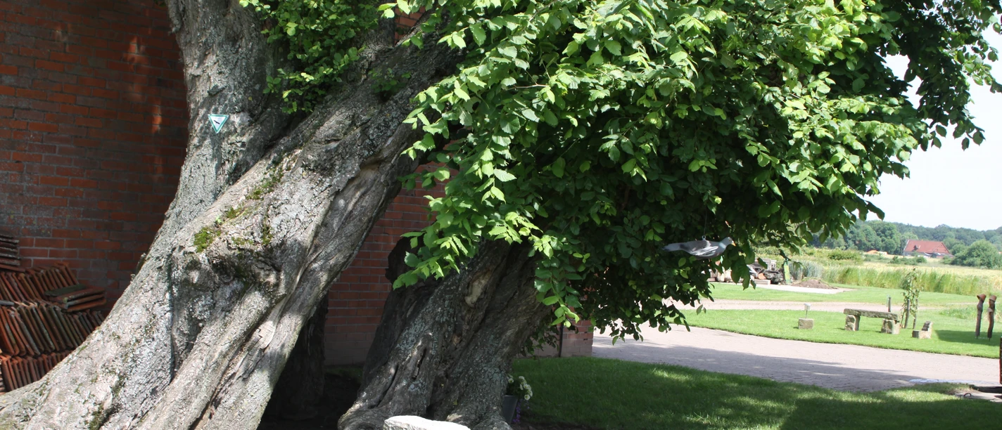 Beeindruckende, alte Ulme mit verzweigtem Stamm und dichtem Laub, umgeben von grüner Landschaft.