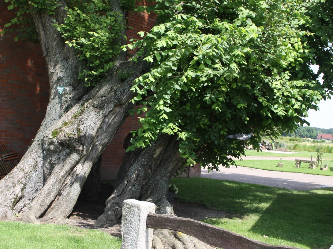 Hofulme Bierde Beeindruckende, alte Ulme mit verzweigtem Stamm und dichtem Laub, umgeben von grüner Landschaft.