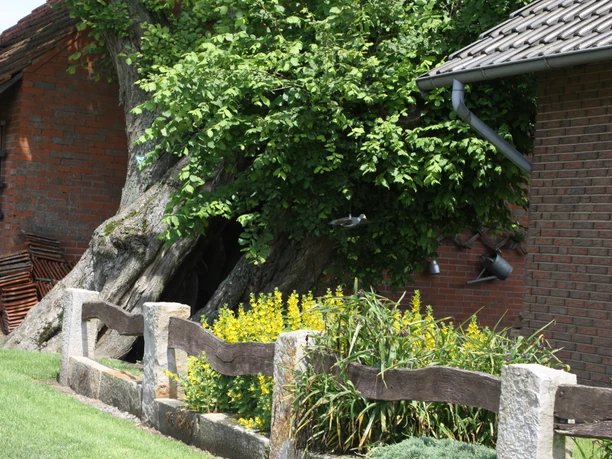 Naturdenkmal Hofulme Bierde Eine mächtige Hofulme, umgeben von gelben Blumen und Holzzaun, steht neben roten Backsteingebäuden.