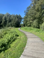 Schmaler Holzsteg schlängelt sich durch eine grüne, dicht bewachsene Landschaft unter klarem Himmel.